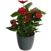 Anthurium red + Anthracite Cachepot